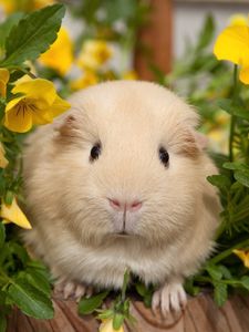 Preview wallpaper pansy, guinea pigs, flowers