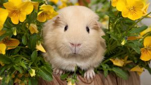 Preview wallpaper pansy, guinea pigs, flowers