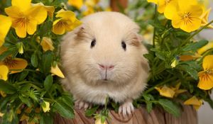 Preview wallpaper pansy, guinea pigs, flowers