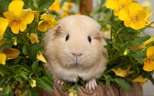 Preview wallpaper pansy, guinea pigs, flowers