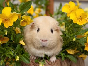 Preview wallpaper pansy, guinea pigs, flowers