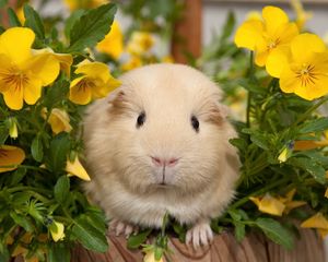 Preview wallpaper pansy, guinea pigs, flowers