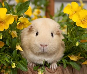 Preview wallpaper pansy, guinea pigs, flowers