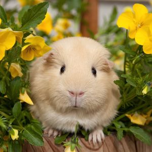 Preview wallpaper pansy, guinea pigs, flowers