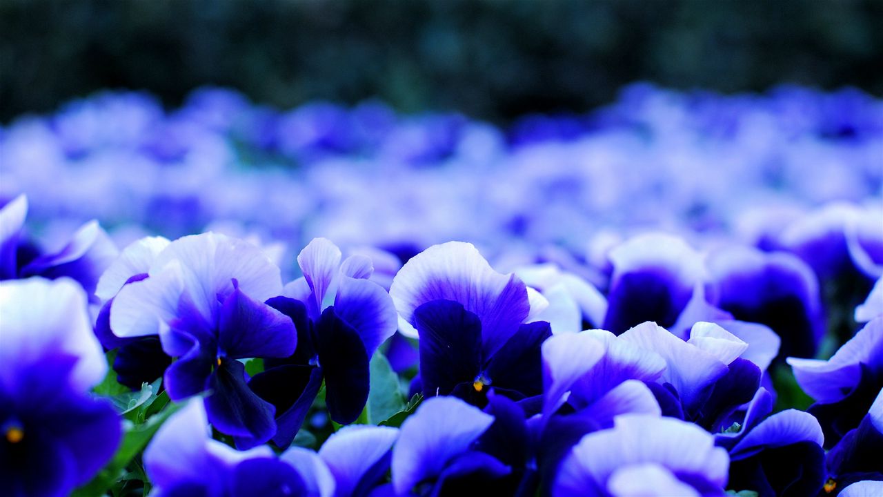 Wallpaper pansy, viola, flowers, petals