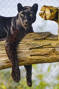 Preview wallpaper panther, animal, big cat, predator, wild, black