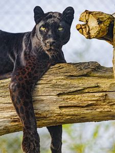 Preview wallpaper panther, animal, big cat, predator, wild, black