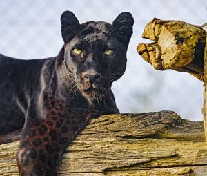 Preview wallpaper panther, animal, big cat, predator, wild, black