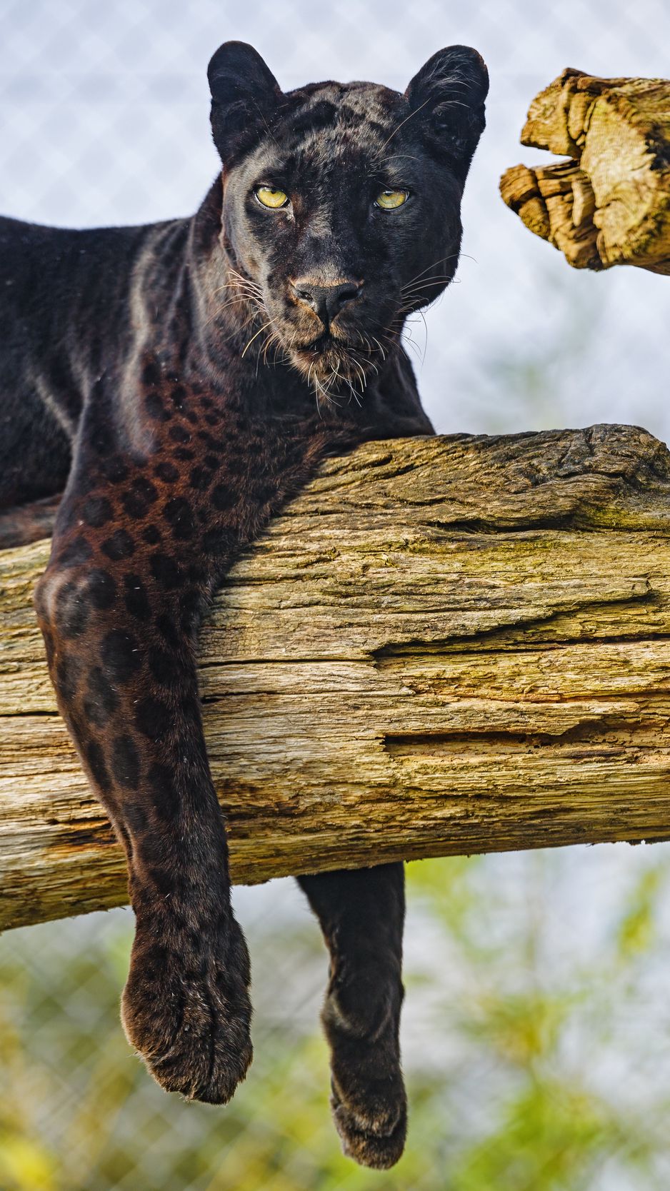 Download wallpaper 938x1668 panther, animal, big cat, predator, wild, black  iphone 8/7/6s/6 for parallax hd background