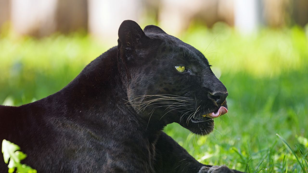 Wallpaper panther, animal, big cat, protruding tongue, black