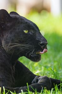 Preview wallpaper panther, animal, big cat, protruding tongue, black