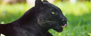Preview wallpaper panther, animal, big cat, protruding tongue, black