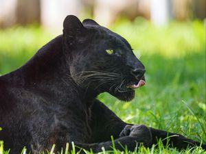 Preview wallpaper panther, animal, big cat, protruding tongue, black