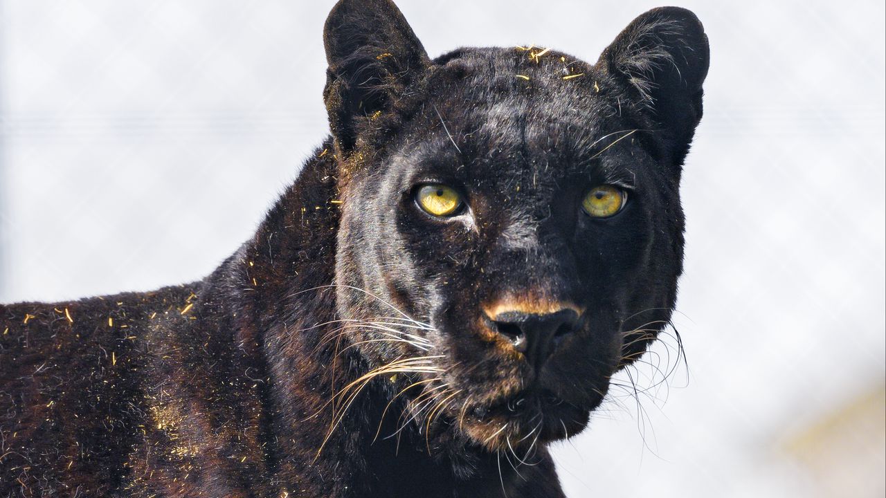 Wallpaper panther, animal, glance, big cat