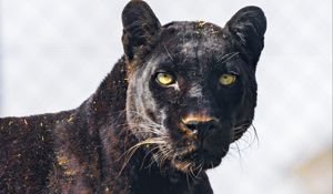 Preview wallpaper panther, animal, glance, big cat
