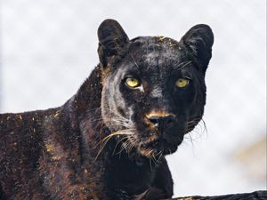 Preview wallpaper panther, animal, glance, big cat