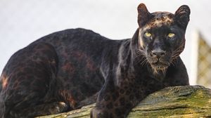 Preview wallpaper panther, animal, predator, big cat