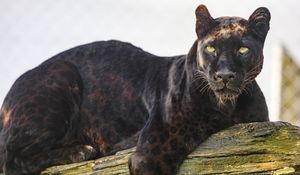 Preview wallpaper panther, animal, predator, big cat