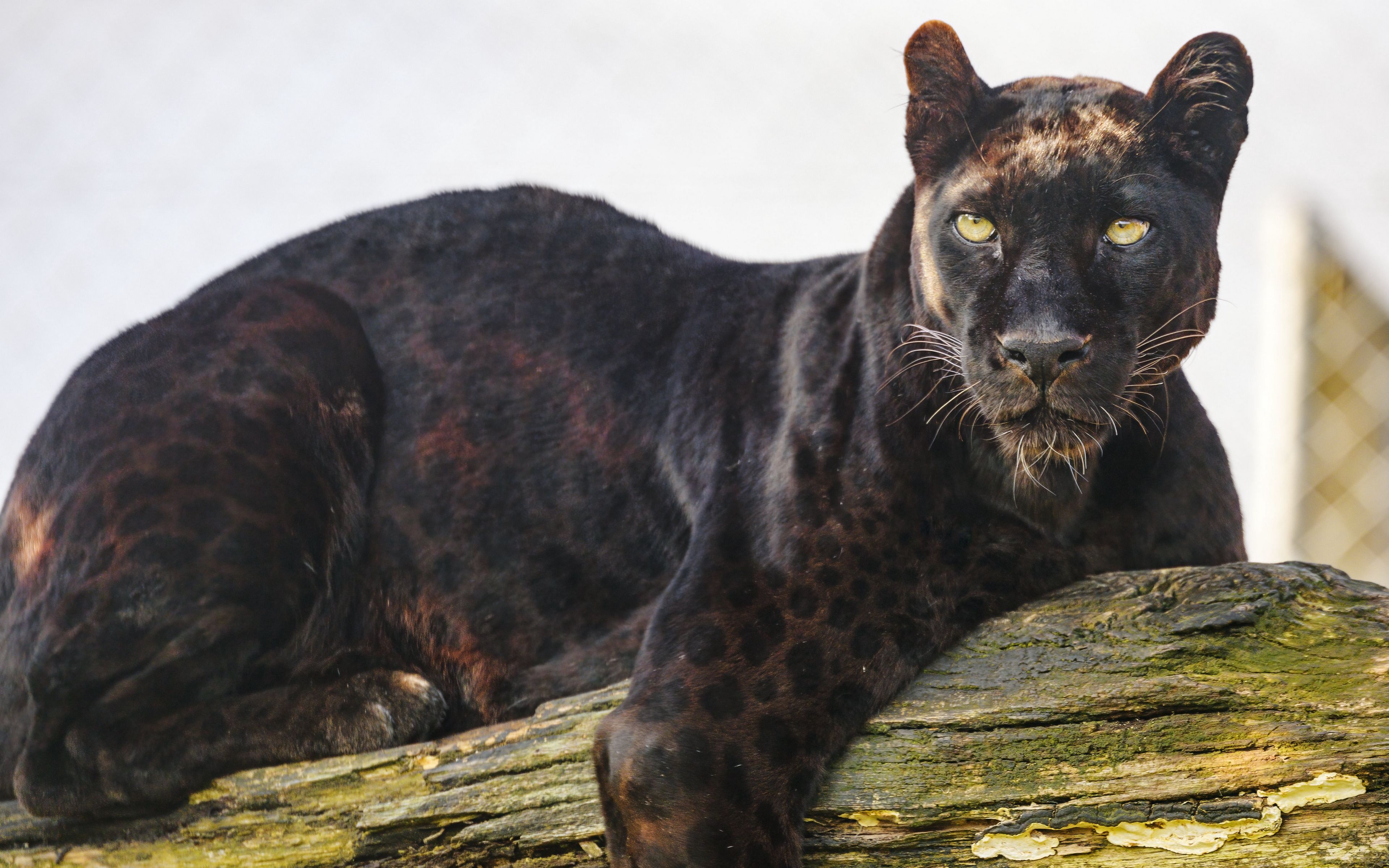 Download wallpaper 3840x2400 panther, animal, predator, big cat 4k ...