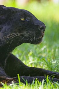 Preview wallpaper panther, animal, predator, big cat, black, grass