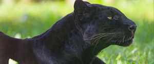 Preview wallpaper panther, animal, predator, big cat, black, grass