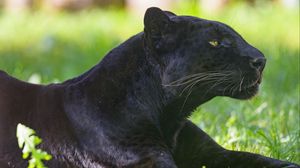 Preview wallpaper panther, animal, predator, big cat, black, grass