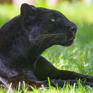 Preview wallpaper panther, animal, predator, big cat, black, grass