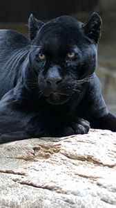 Preview wallpaper panther, big cat, carnivore, face, lie