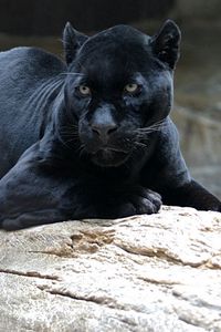 Preview wallpaper panther, big cat, carnivore, face, lie