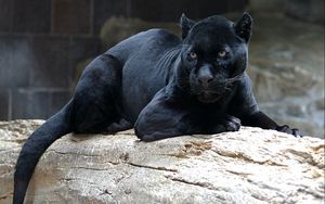 Preview wallpaper panther, big cat, carnivore, face, lie