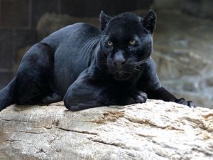 Preview wallpaper panther, big cat, carnivore, face, lie