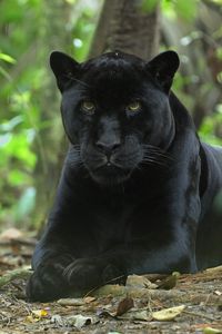 Preview wallpaper panther, big cat, grass, hunting, sit