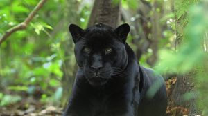 Preview wallpaper panther, big cat, grass, hunting, sit