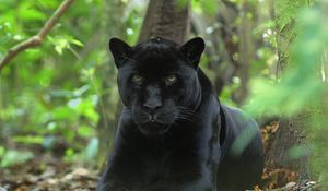 Preview wallpaper panther, big cat, grass, hunting, sit