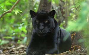 Preview wallpaper panther, big cat, grass, hunting, sit