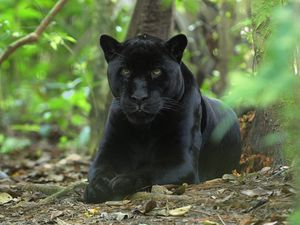 Preview wallpaper panther, big cat, grass, hunting, sit