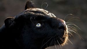 Preview wallpaper panther, big cat, muzzle, predator, dark