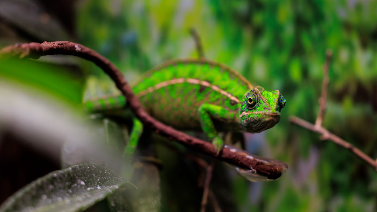Wallpaper panther chameleon, chameleon, reptile, green, branches