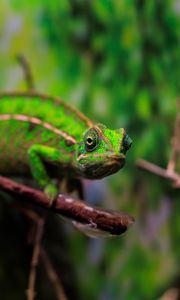 Preview wallpaper panther chameleon, chameleon, reptile, green, branches