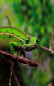 Preview wallpaper panther chameleon, chameleon, reptile, green, branches