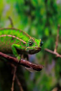 Preview wallpaper panther chameleon, chameleon, reptile, green, branches