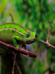 Preview wallpaper panther chameleon, chameleon, reptile, green, branches