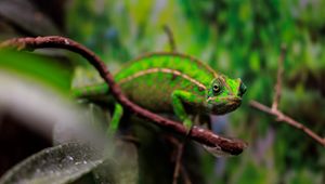 Preview wallpaper panther chameleon, chameleon, reptile, green, branches