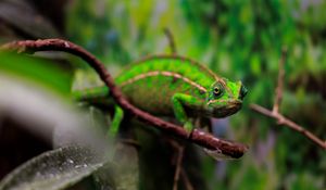 Preview wallpaper panther chameleon, chameleon, reptile, green, branches