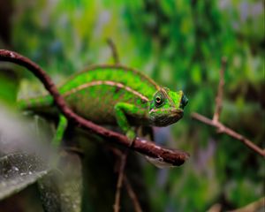 Preview wallpaper panther chameleon, chameleon, reptile, green, branches