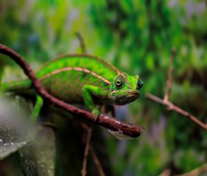 Preview wallpaper panther chameleon, chameleon, reptile, green, branches