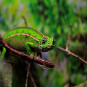 Preview wallpaper panther chameleon, chameleon, reptile, green, branches