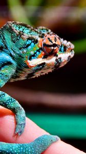 Preview wallpaper panther chameleon, chameleon, reptile