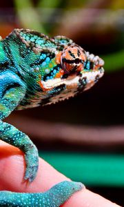 Preview wallpaper panther chameleon, chameleon, reptile