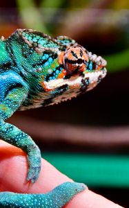 Preview wallpaper panther chameleon, chameleon, reptile